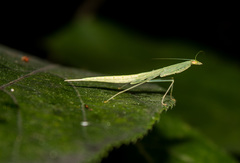 Sinomantis denticulata