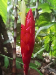 Costus stenophyllus, photograph (c) Eduardo Chacón Madrigal, some rights reserved (CC BY)