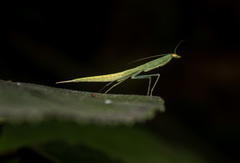 Sinomantis denticulata