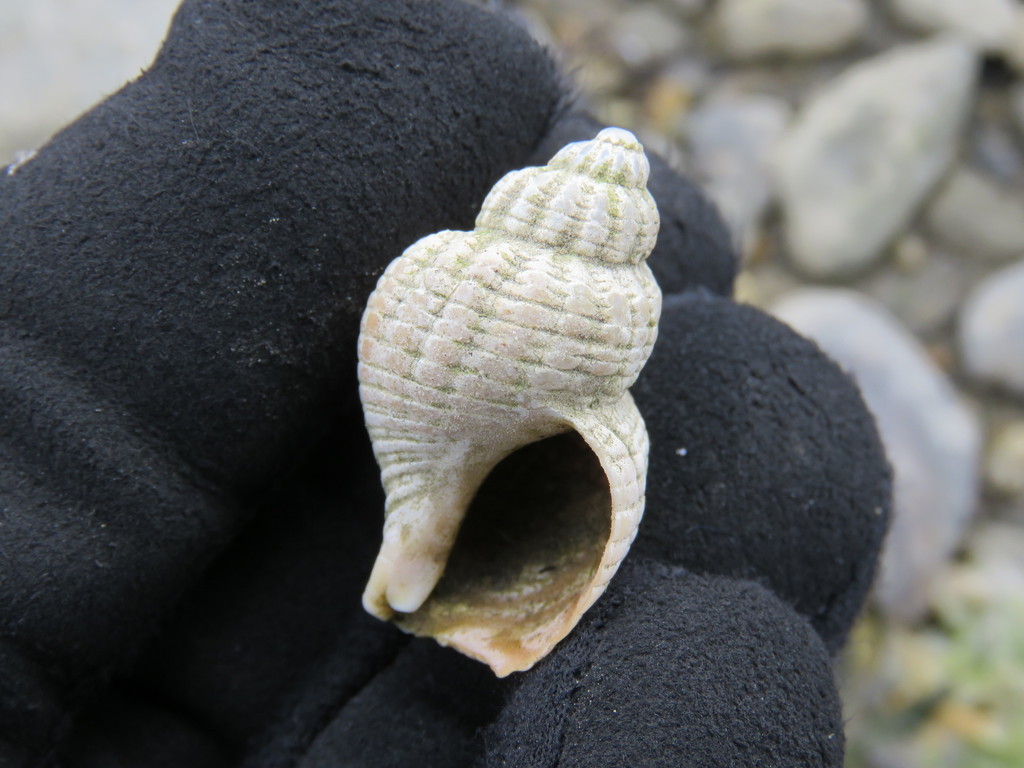 Xymenopsis muriciformis