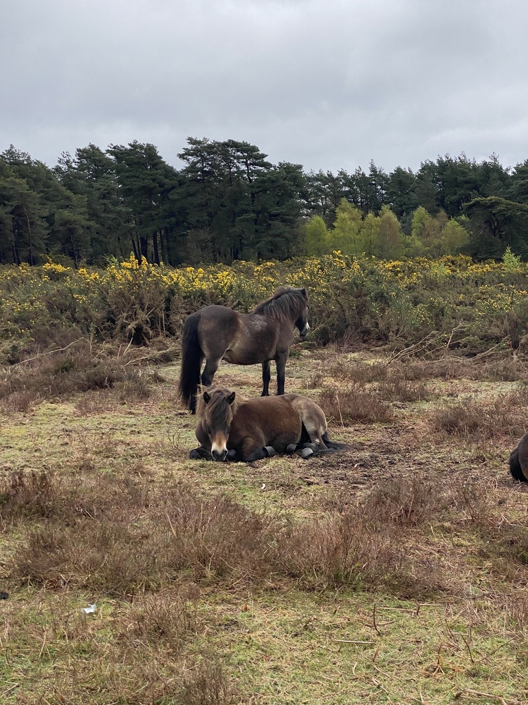 Domestic Horse from High Weald Area of Outstanding Natural Beauty ...