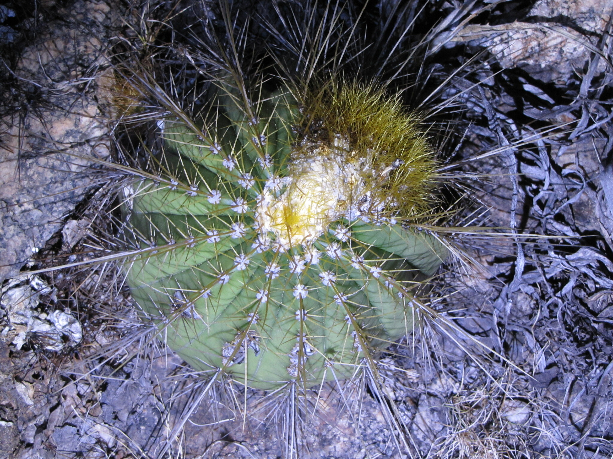 Coleocephalocereus aureus