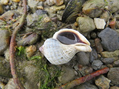 Trophon geversianus