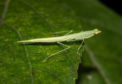 Sinomantis denticulata