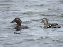 Tachyeres patachonicus