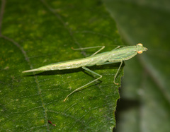 Sinomantis denticulata