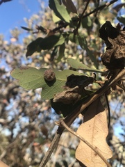 Cynips multipunctata