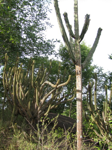 Pilosocereus floccosus quadricostatus