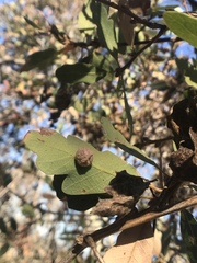 Cynips multipunctata