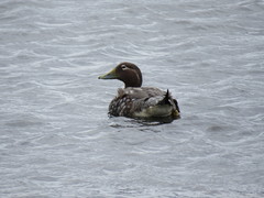 Tachyeres patachonicus