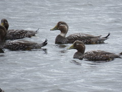 Tachyeres patachonicus