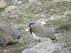 Vanellus chilensis