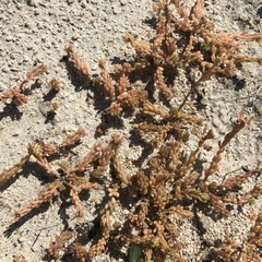 Portulaca californica