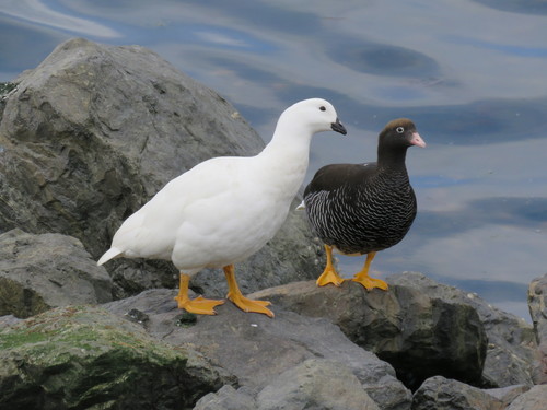 Kelpgans (Chloephaga hybrida)