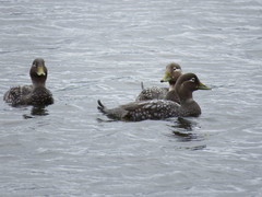 Tachyeres patachonicus