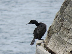 Leucocarbo magellanicus