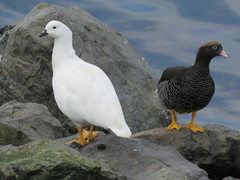 Kelp Goose photo 4