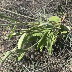 Froelichia xantusii
