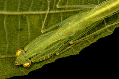 Sinomantis denticulata