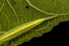 Sinomantis denticulata