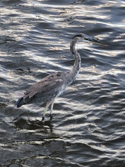 Ardea herodias
