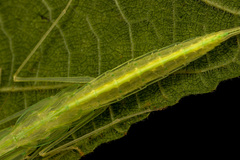 Sinomantis denticulata