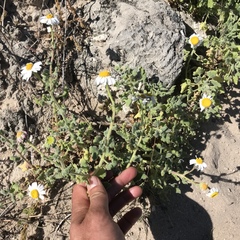 Perityle crassifolia