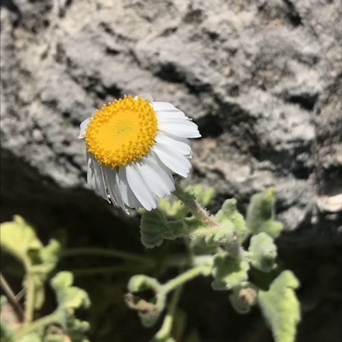 thickleaf rockdaisy