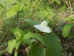 Tradescantia brevifolia