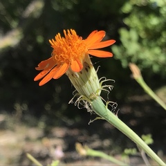 Adenophyllum speciosum