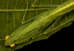 Sinomantis denticulata