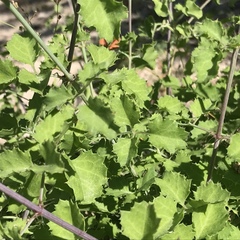 Adenophyllum speciosum