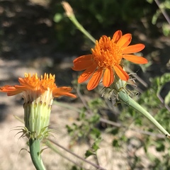Adenophyllum speciosum