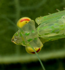 Sinomantis denticulata