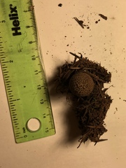 Lycoperdon nigrescens
