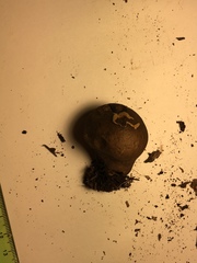 Lycoperdon nigrescens