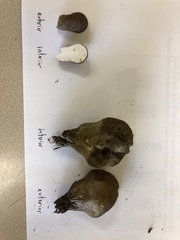 Lycoperdon nigrescens