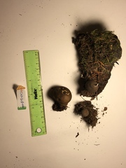 Lycoperdon nigrescens