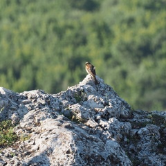 Emberiza cirlus
