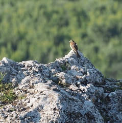 Emberiza cirlus