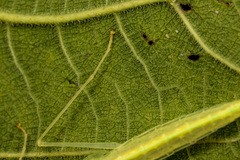 Sinomantis denticulata