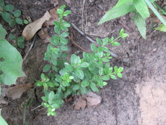 Galium pilosum
