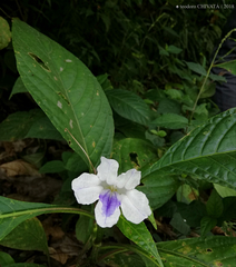 Ruellia tubiflora