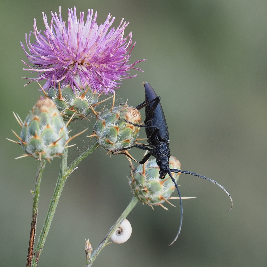Centaurea spruneri