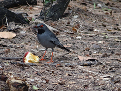 Turdus plumbeus