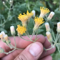 Bebbia atriplicifolia