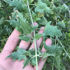 Bebbia atriplicifolia
