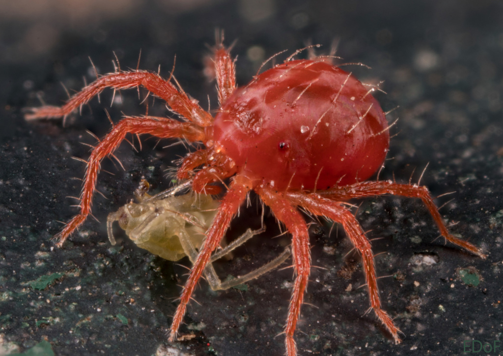 Anystidae