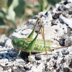 Decticus verrucivorus
