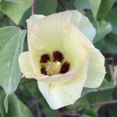 Gossypium davidsonii